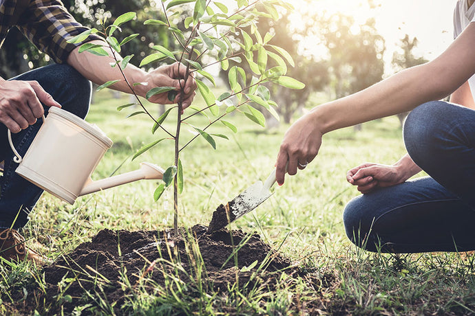 Fruit Trees and Mycorrhizae